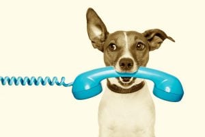 Dog with a phone to represent switching off from work