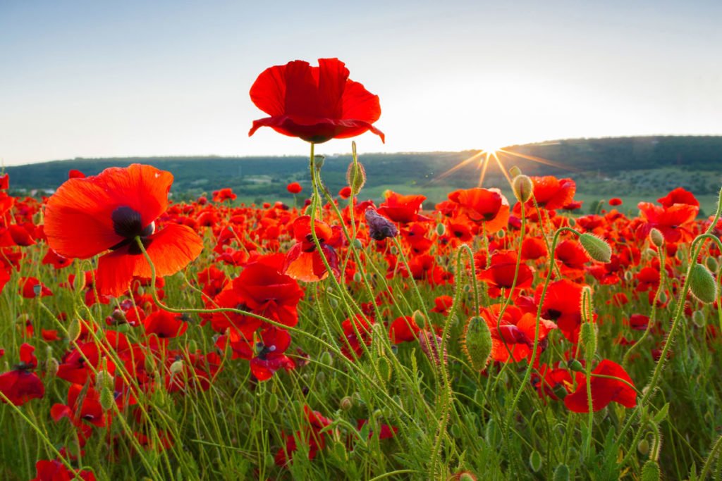 what is tall poppy syndrome
