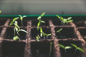 seedlings to represent business growth checklists