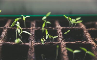 seedlings to represent business growth checklists