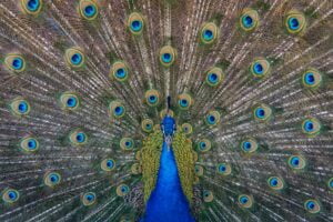 a peacock to symbolise making a first impression with your linkedin publisher post