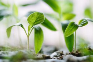 seedlings to represent growth and development