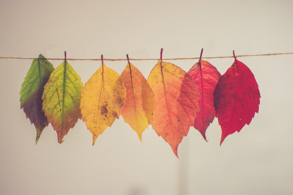 leaves changing colour to represent what changes when you make partner