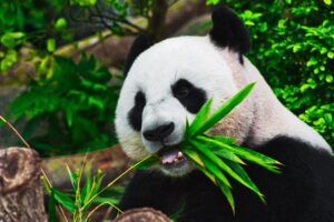 a panda eating to represent having the hunger to act like a partner